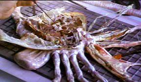 Dissecting the Alien